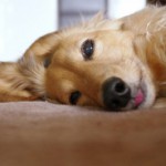 続柄の正しい読み方は？　～叔父と伯父、叔母と伯母の違いについて