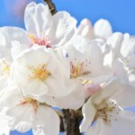 美魔女になった姥桜（うばざくら）　～綺麗な女性のための言葉