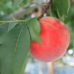 「話のさわり（触り）」の誤用と正しい意味と　～最初の部分という意味ではない「さわり」